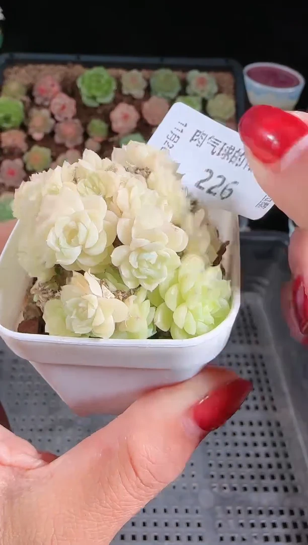 1120-226群生不包整