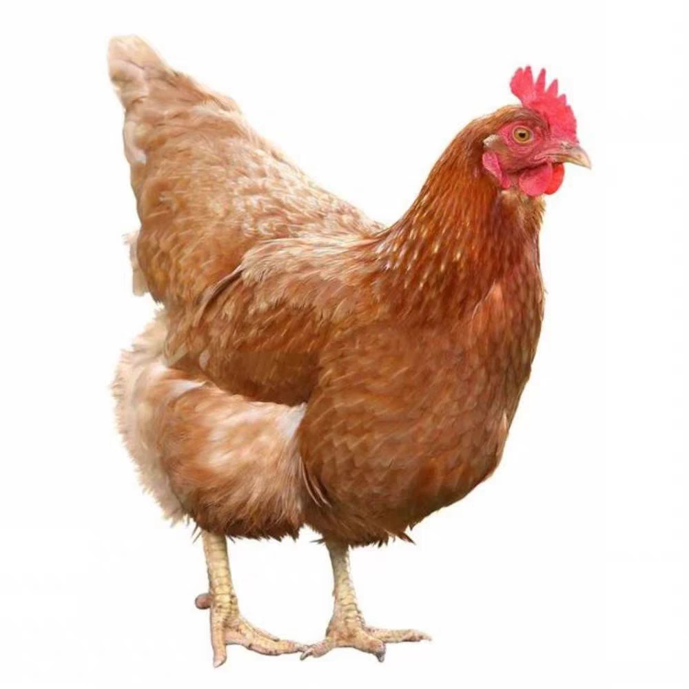 【昌吉毛姐新疆包邮】500天母鸡，可炖汤做椒麻鸡凉拌鸡