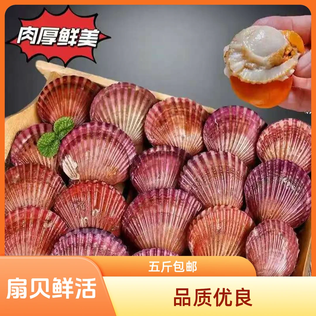 鲜活扇贝小红贝29.9五斤
