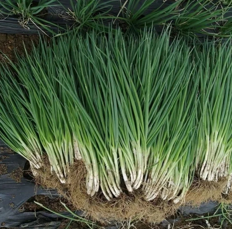 【汇峰农场】小葱2斤（±2两）新鲜现拔 顺丰包邮