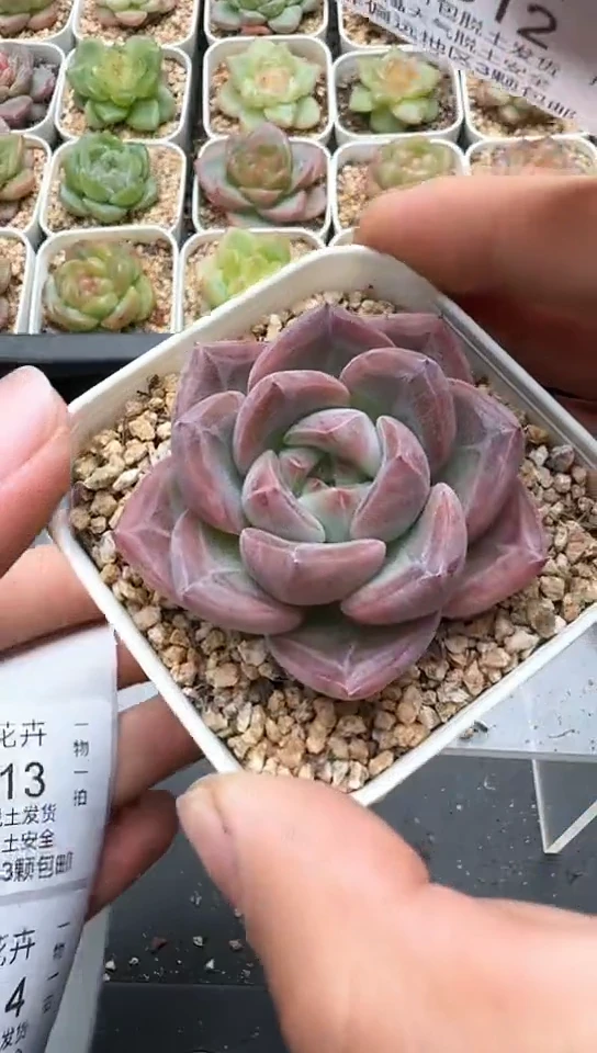 813F云禹多肉植物 默认脱土纸巾打包 3颗包邮