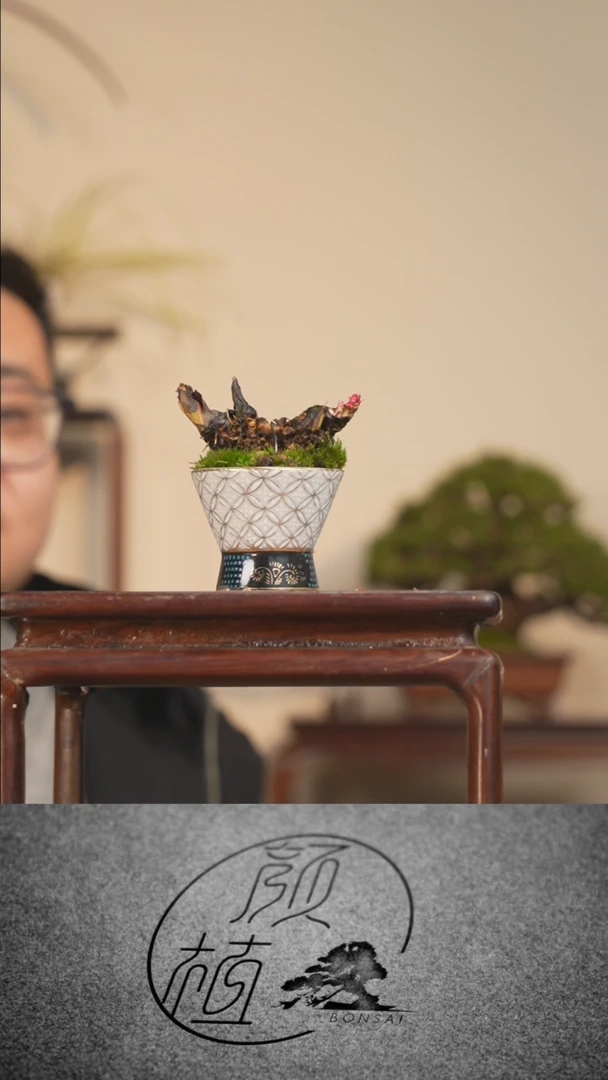 【闪购商品】盆景草本植物  顺丰