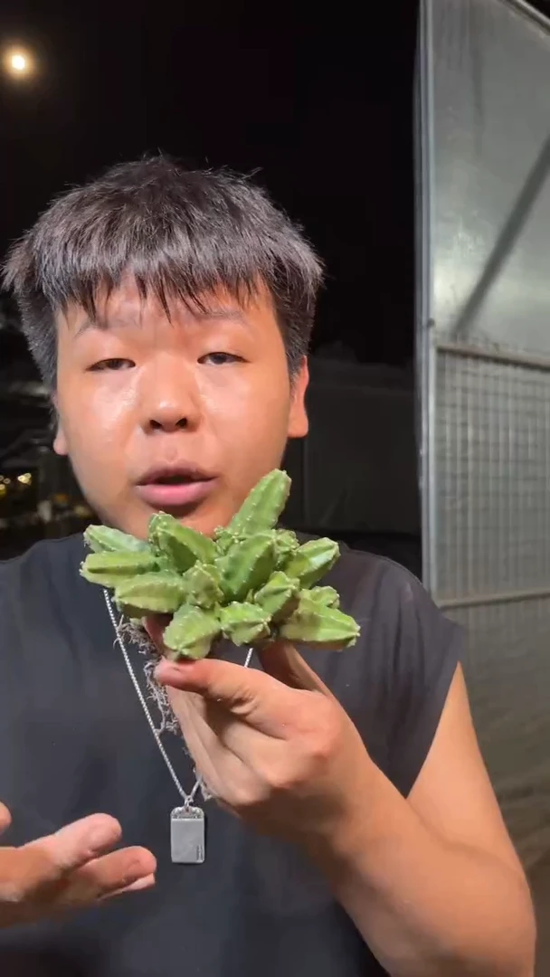 大号 多头 桃太郎【带根】