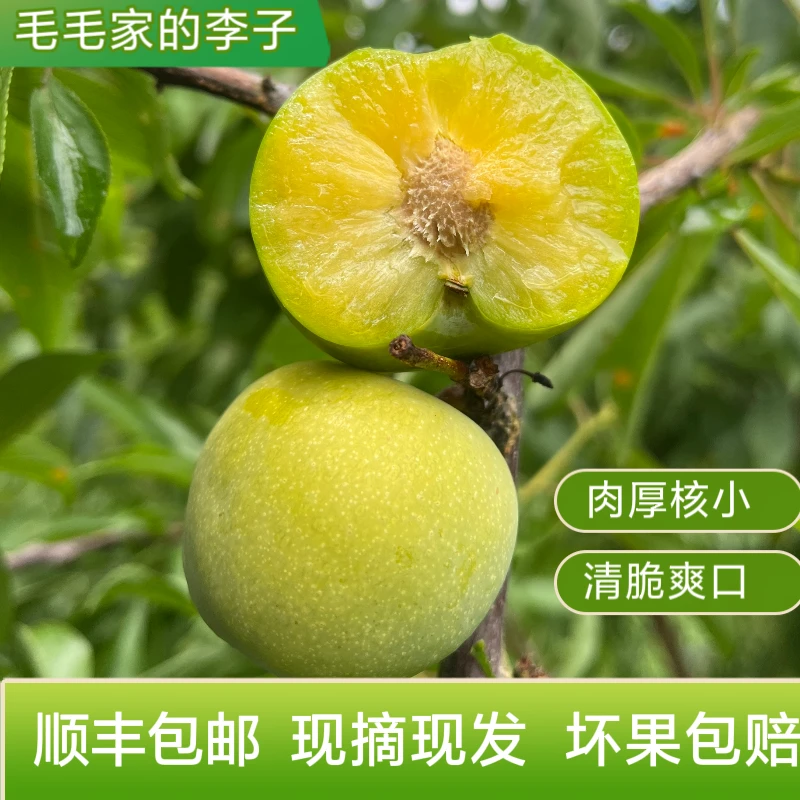 毛毛家的空心李脆嫩爽口当季现摘现发顺丰包邮