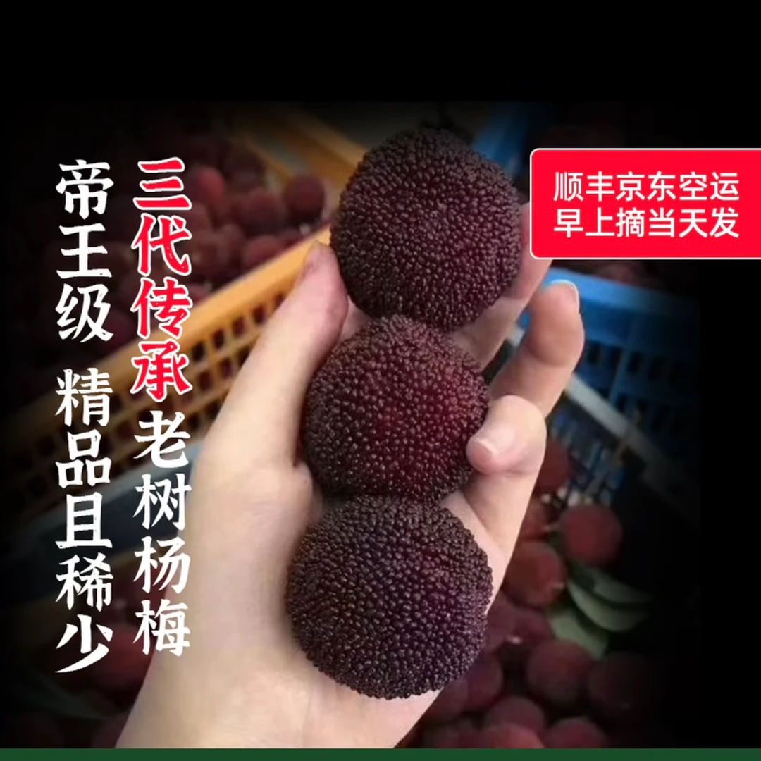 正宗仙居【10A东魁杨梅】新鲜现摘顺丰冷链空运礼盒装