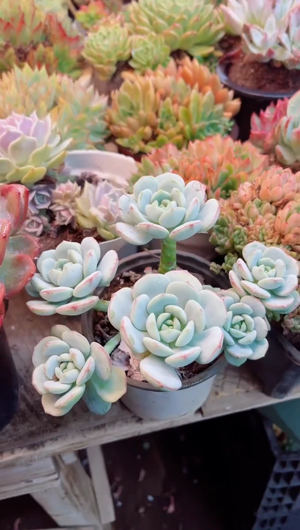 白***。22079多肉植物一物一拍