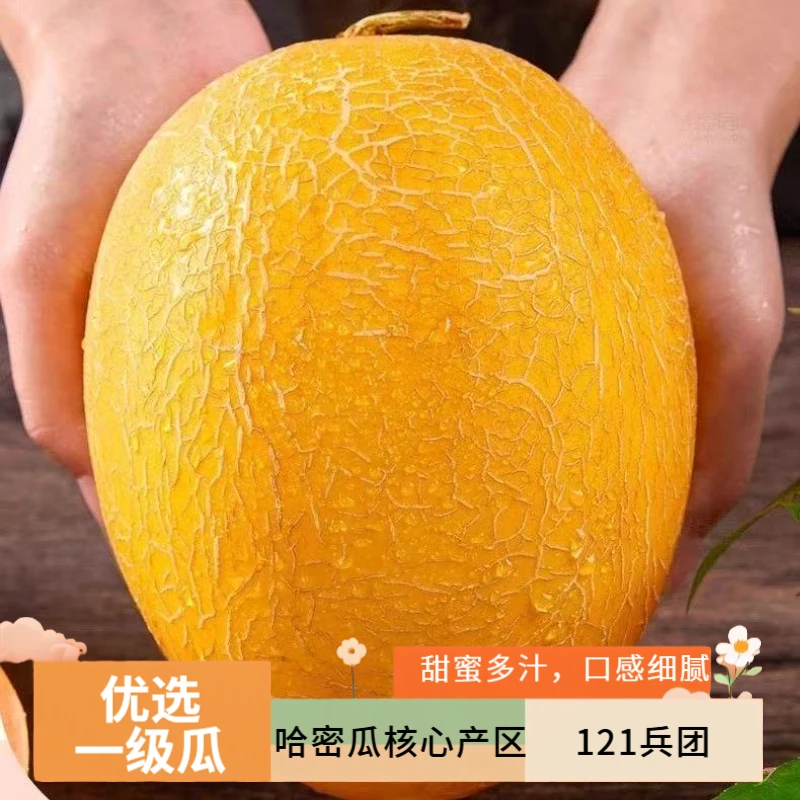 【现摘现发】新疆哈密瓜金色年华新鲜脆甜多汁哈密瓜当季水果
