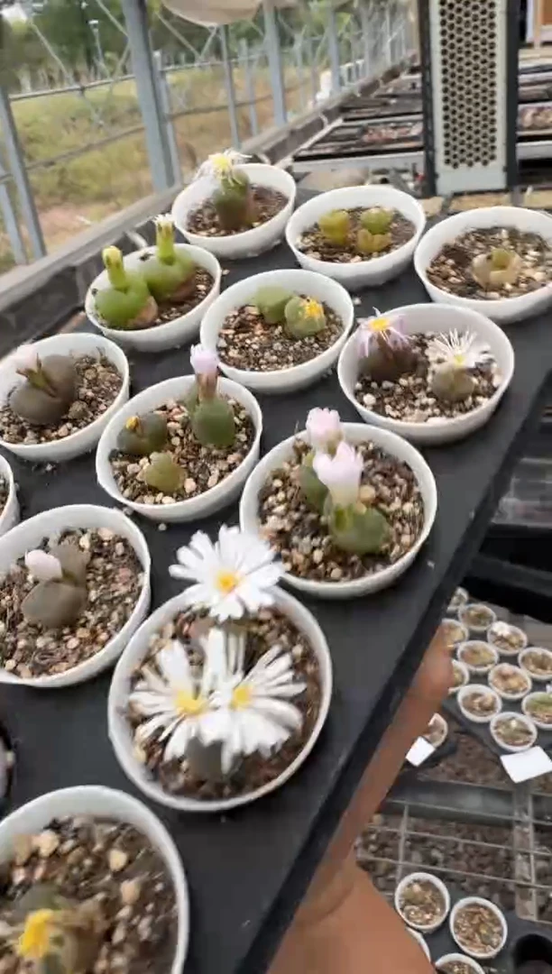 肉锥生石花脱土发10-438