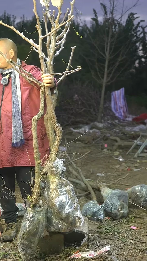 完全开放相**生枣树139