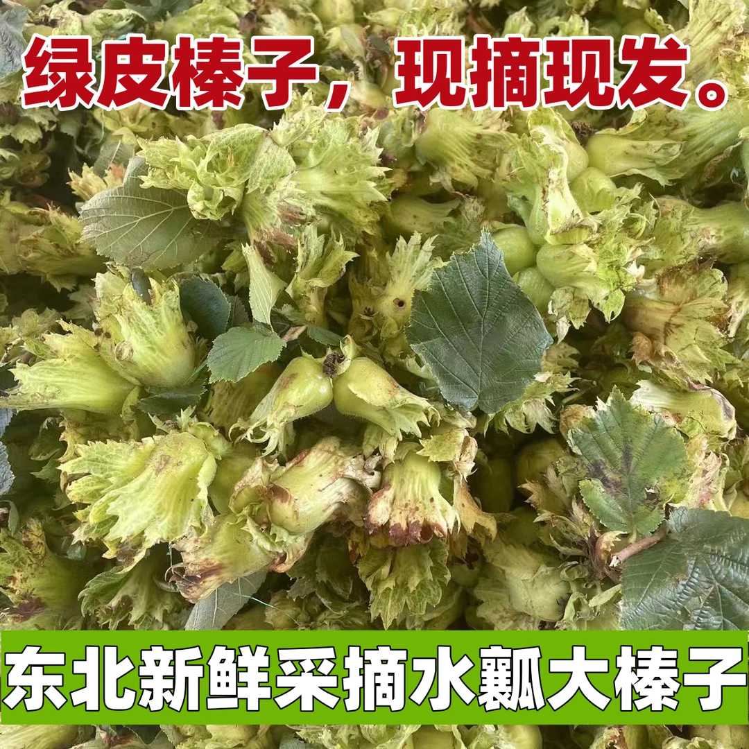 2025年新鲜辽宁东北带绿皮大榛子水仁水瓤青皮榛子新鲜果东北坚果