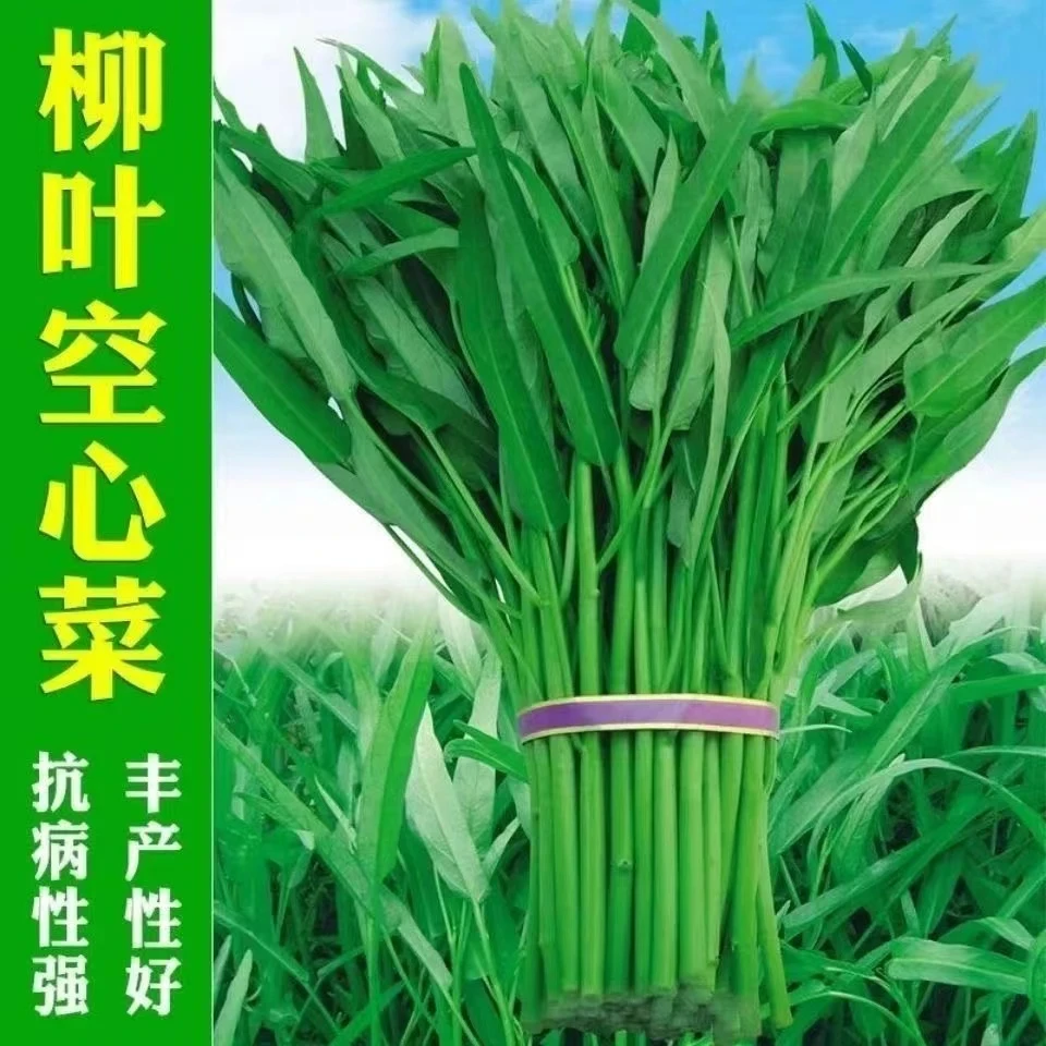 【全店满8包包邮】小叶空心菜种子
