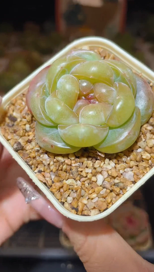 【闪购商品】258珍妮