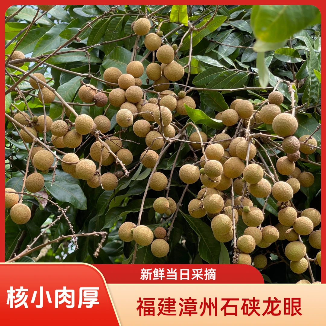 【京东+石硖+5斤】石硖龙眼当季新鲜水果清甜多汁肉厚饱满带枝条