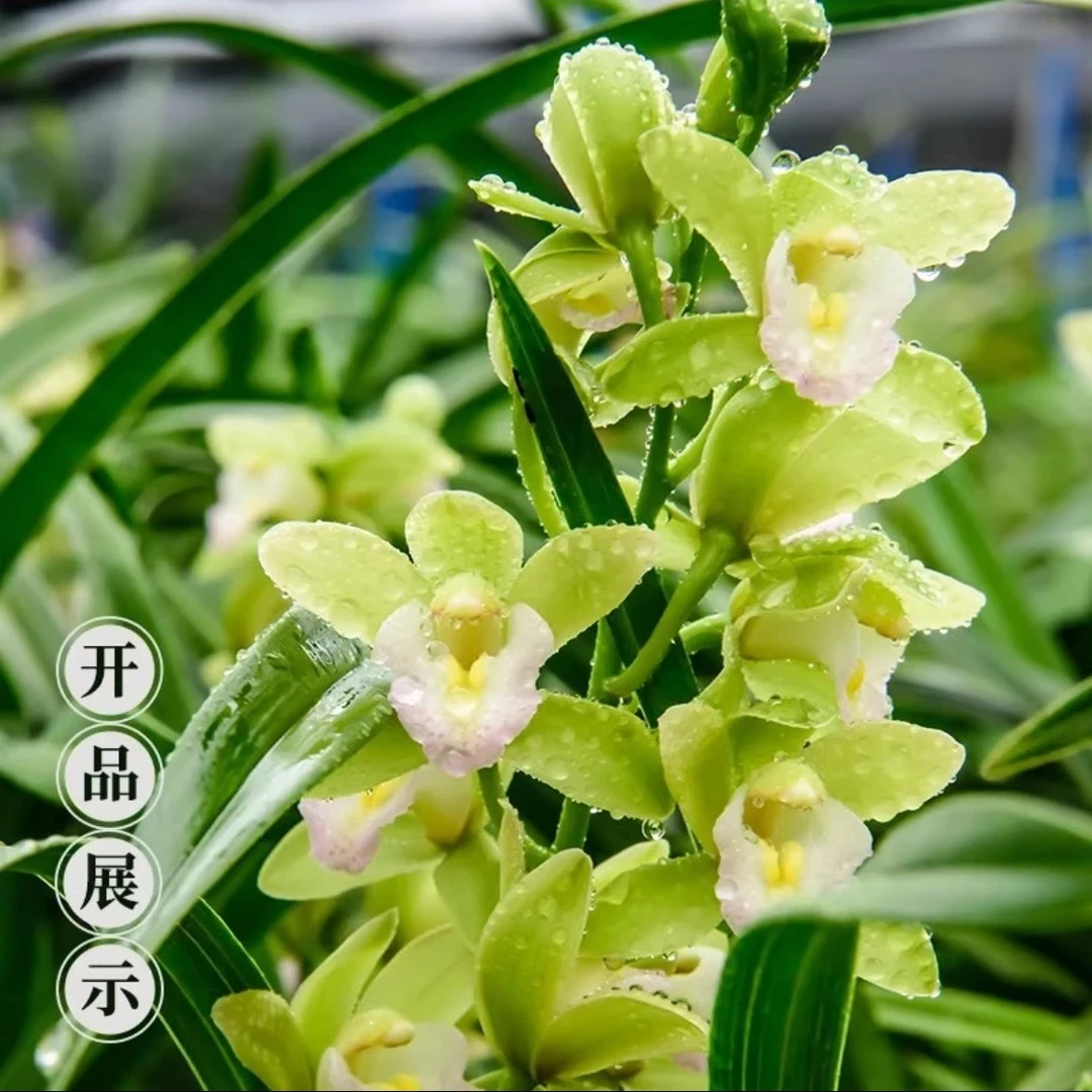 【基地直发】香水香兰浓香型室内栽种观赏型