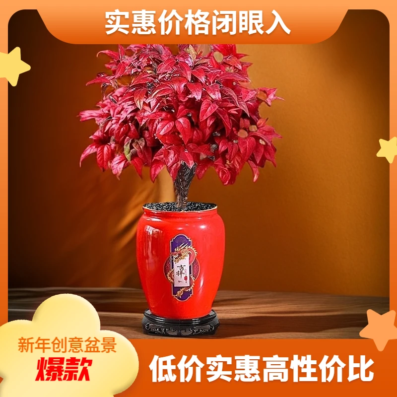 火焰南天竹创意盆景年宵花越冷越红火东北可发过年室内观叶植物