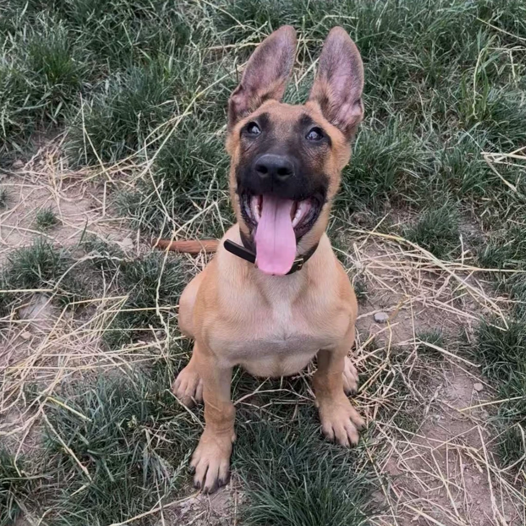 【狗司令】精品狗狗