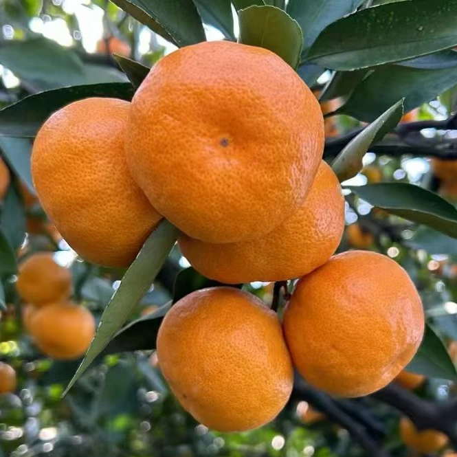 正宗石门蜜桔现摘现发八九分甜酸甜口孕妇皆宜带箱5斤9斤包邮到家