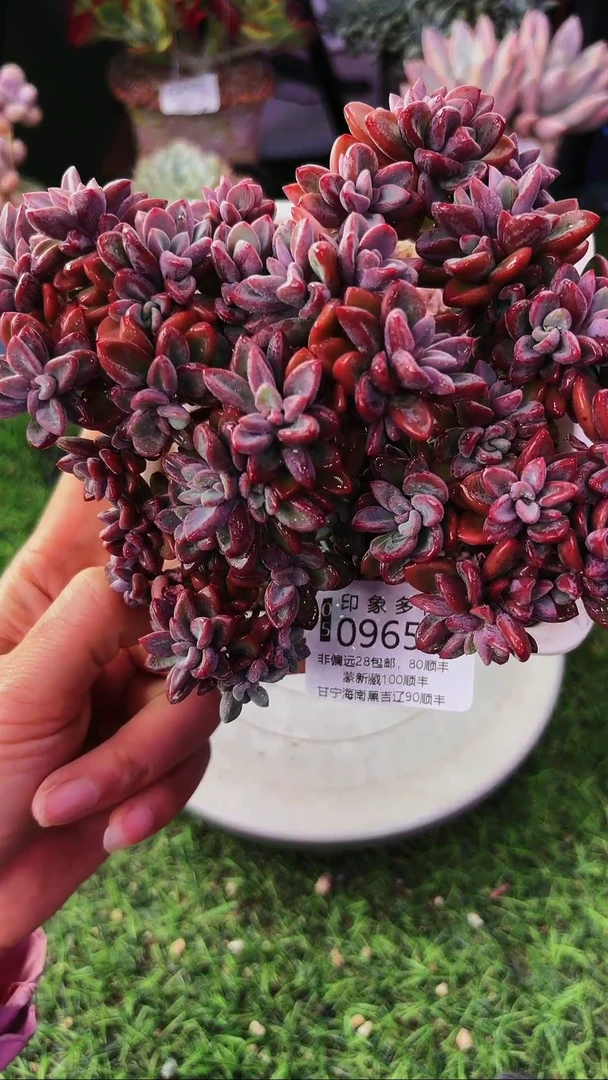 昆明印象多肉09655