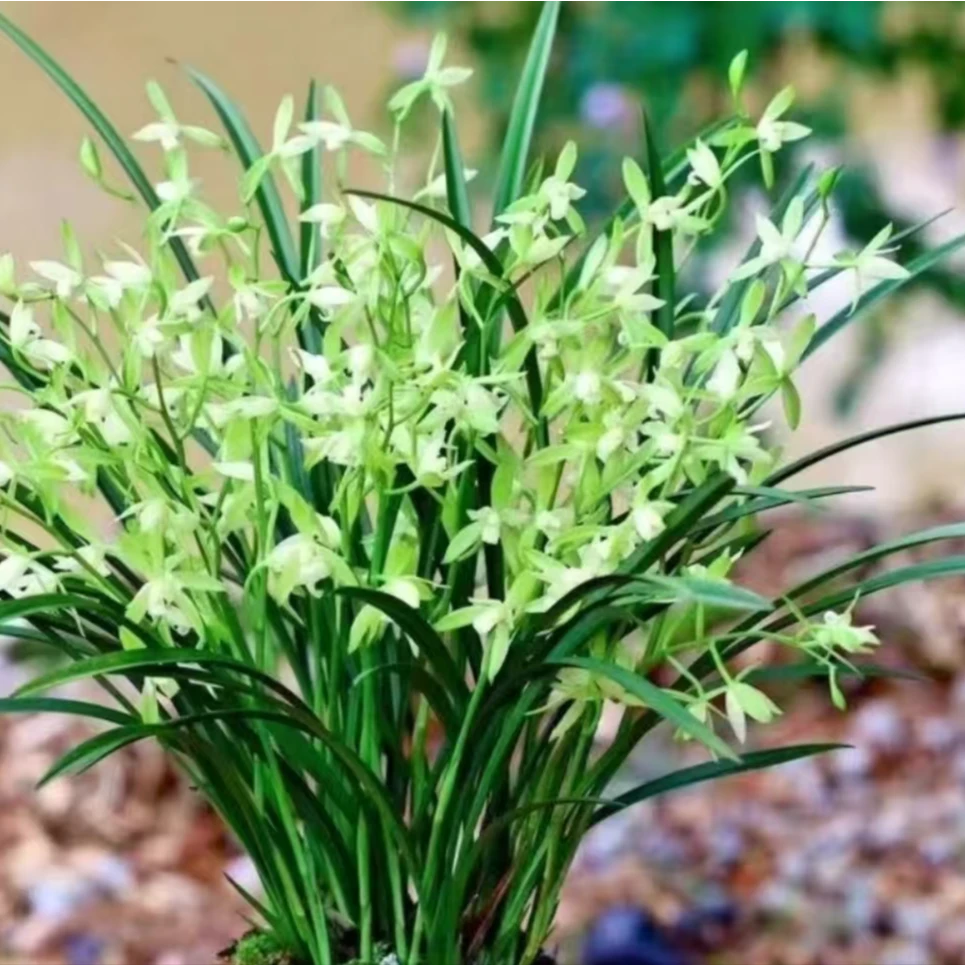 建兰铭品【仙山翠鸟多花苞多花剑】素花浓香型精品兰花素花好养