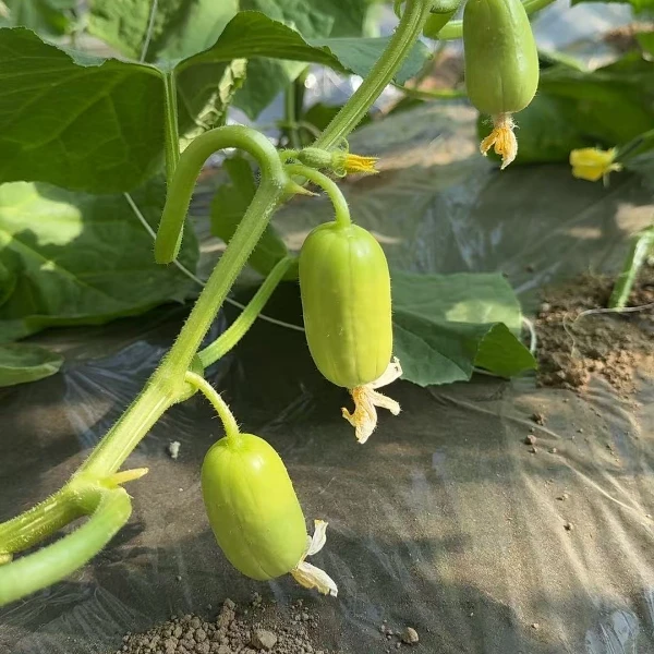 【绿叶果树优选】3斤玉女水果黄瓜、0农残、0化肥、0激素、基地现采现发新鲜