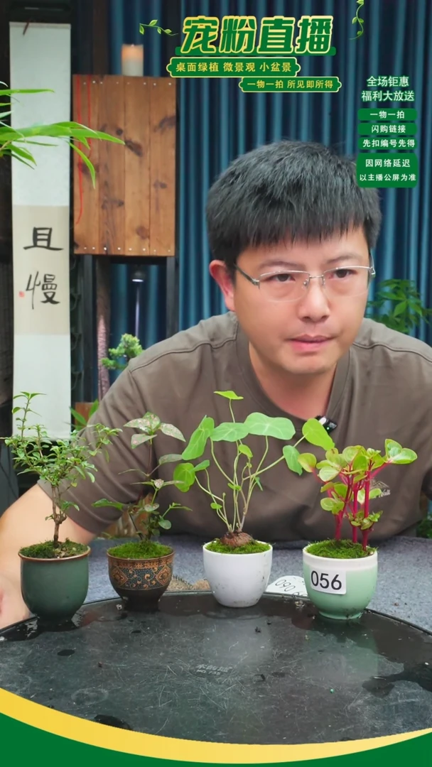 无花朵@**糖苔藓微景观056号