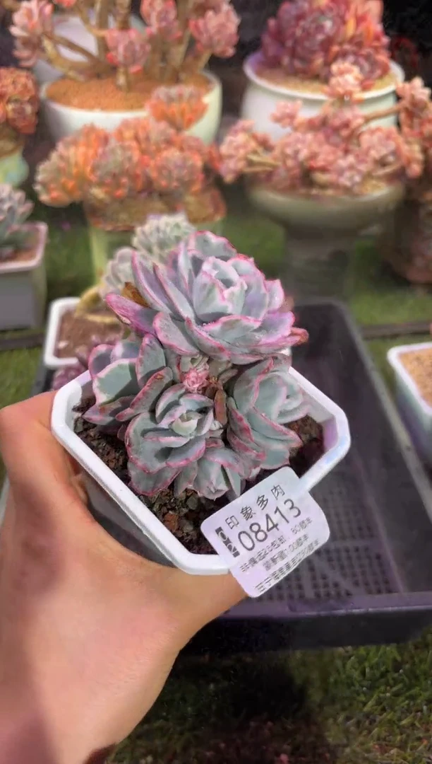 【闪购商品】08413