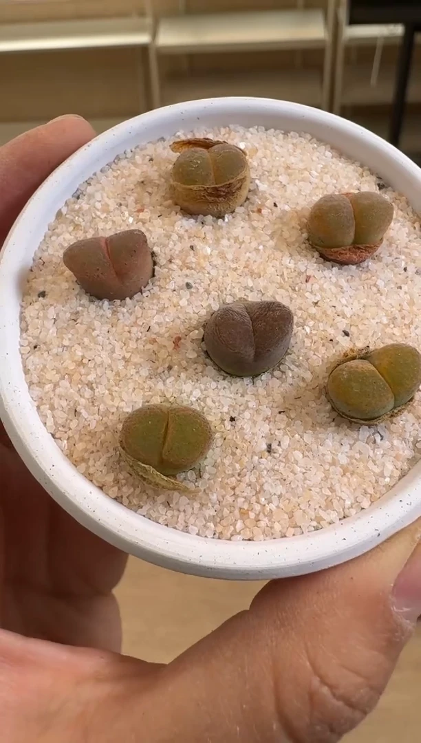 疯狂的多肉石头30-131.熊猫一颗