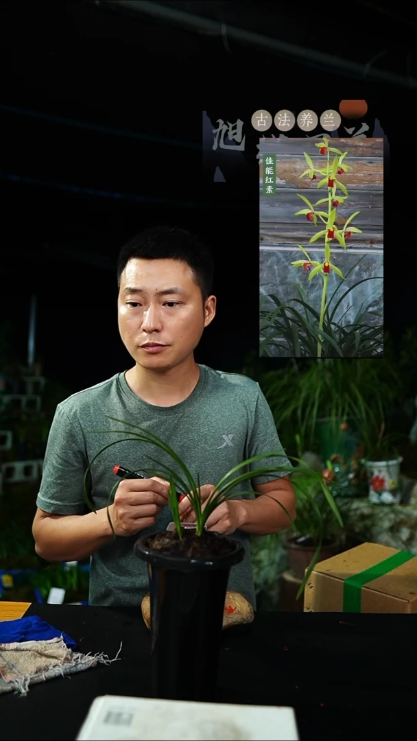 当前无花栽培后可以开花s*。蕙兰佳能红素前垄单苗带芽一物一拍