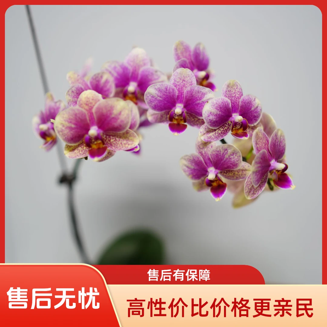 悠花里蝴蝶兰（红金蝶）3.5寸全花开花株发货