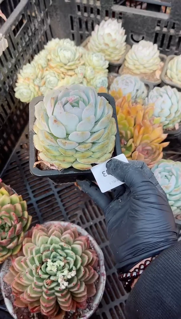 【闪购商品】05503