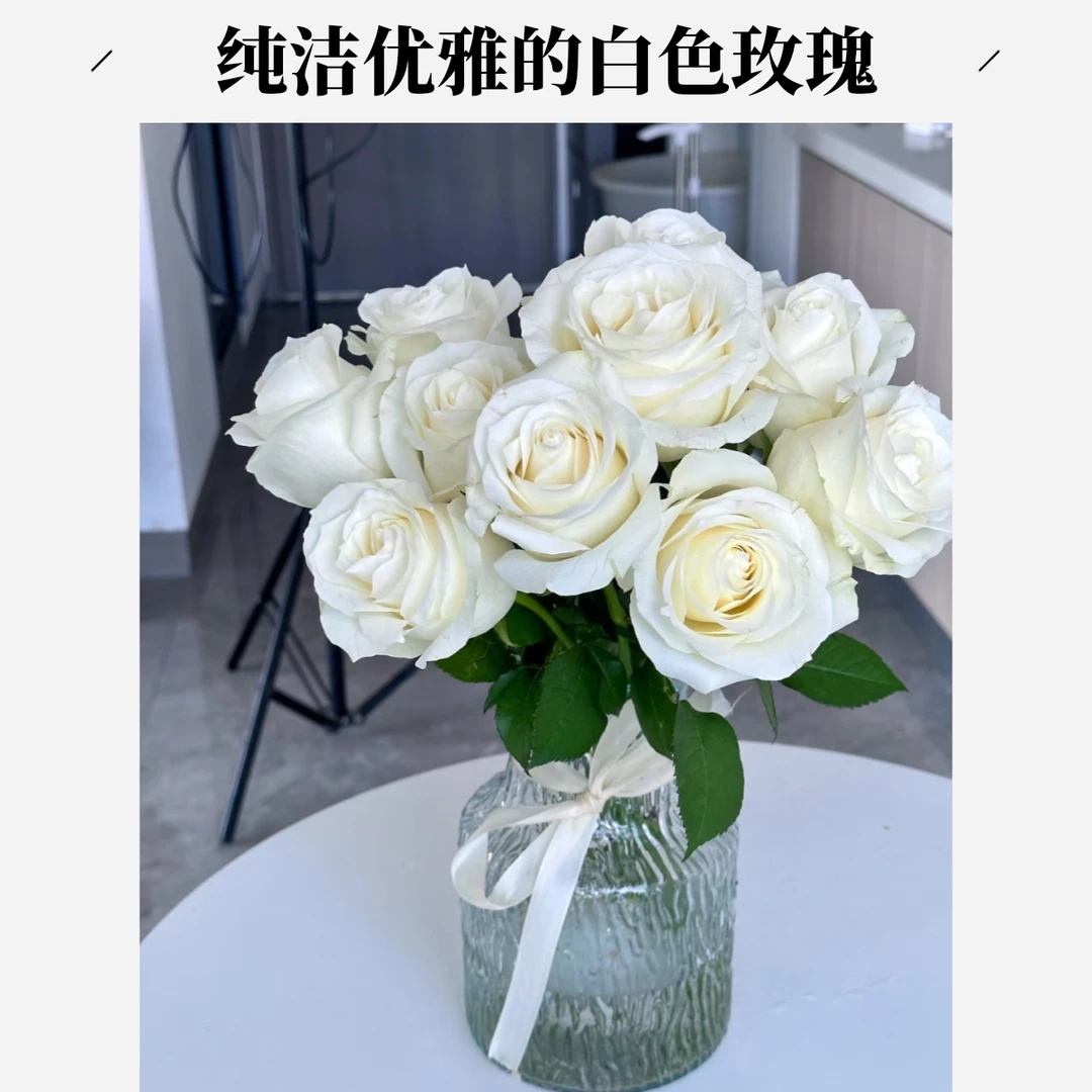 居家鲜花 白玫瑰8枝 不含花瓶