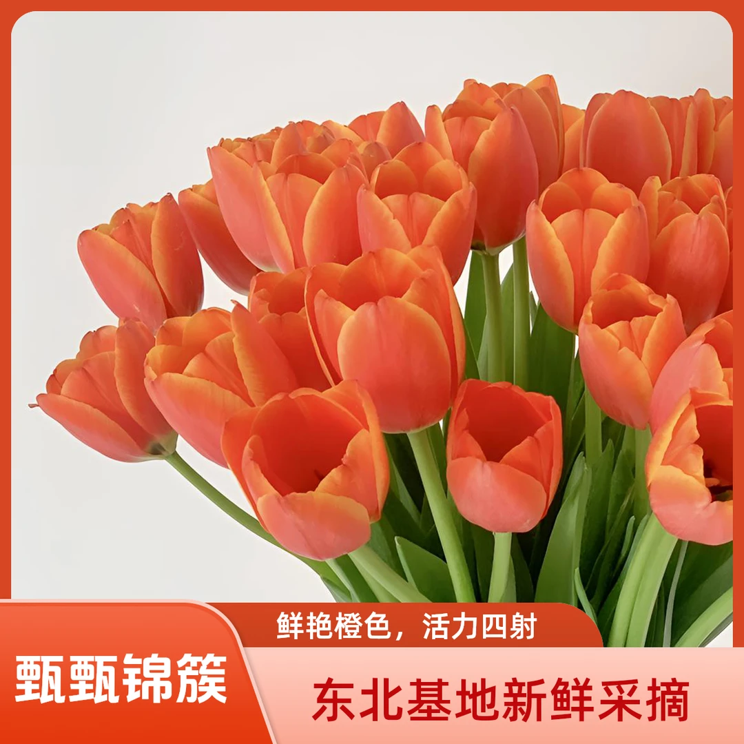 郁金香鲜花（世界真爱）活力四射 东北基地新鲜采摘