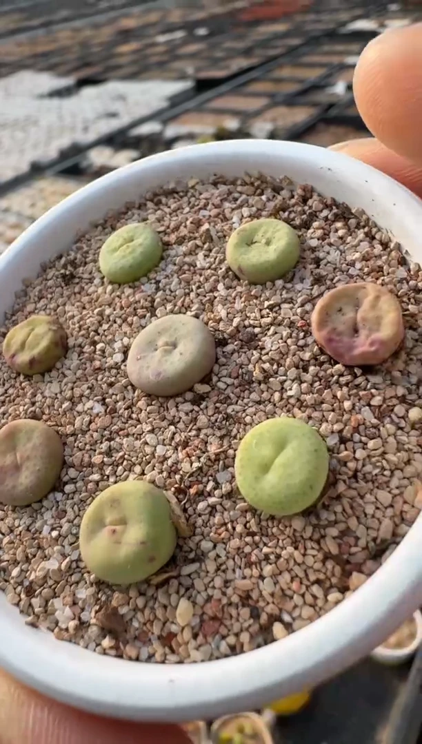 10-250奶油嘴1454.33一颗