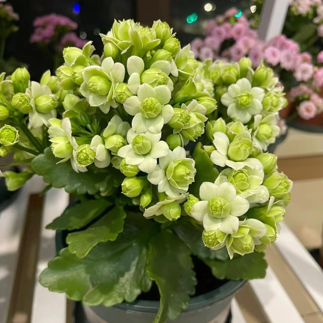 【绿巴黎】渐变名贵长寿花带花苞发货老桩苗耐旱植物阳台桌面绿植