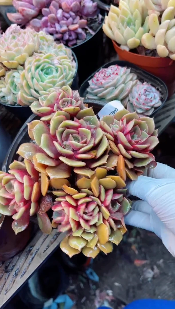 【闪购商品】04024