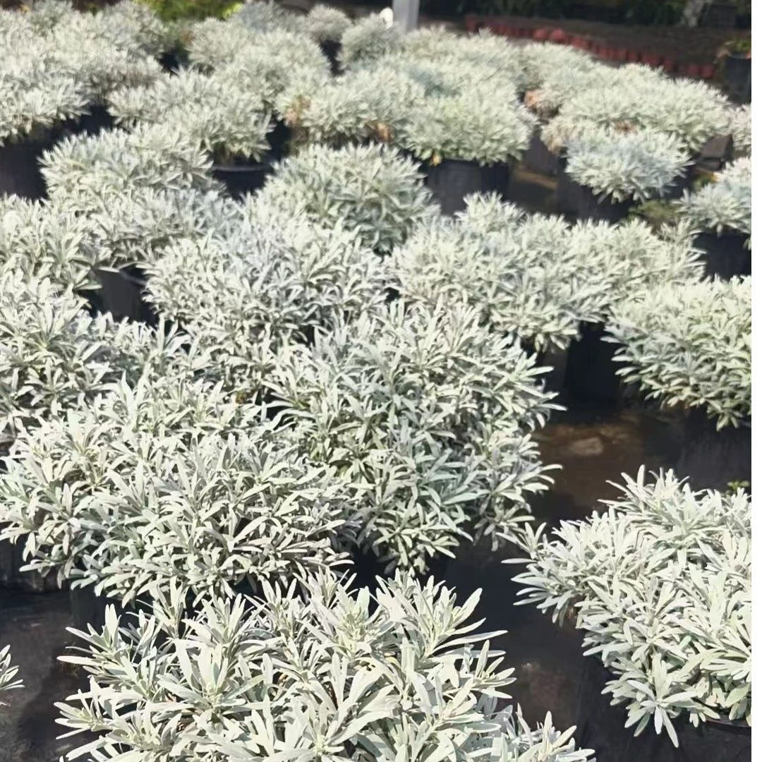 老桩多头芙蓉菊观叶开花植物耐寒耐热