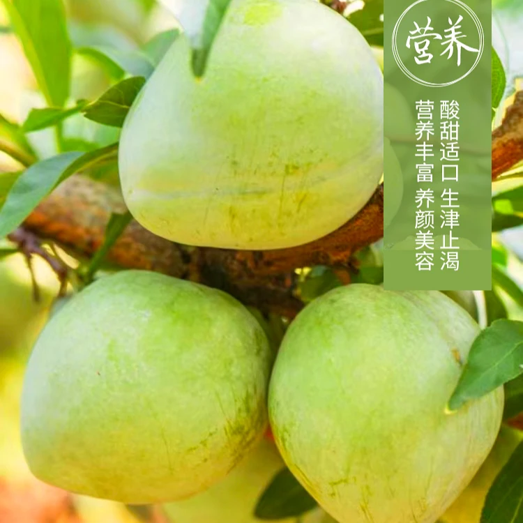 顺丰古田油奈净重9斤装新鲜采摘鲜嫩多汁现摘现发黄金奈李
