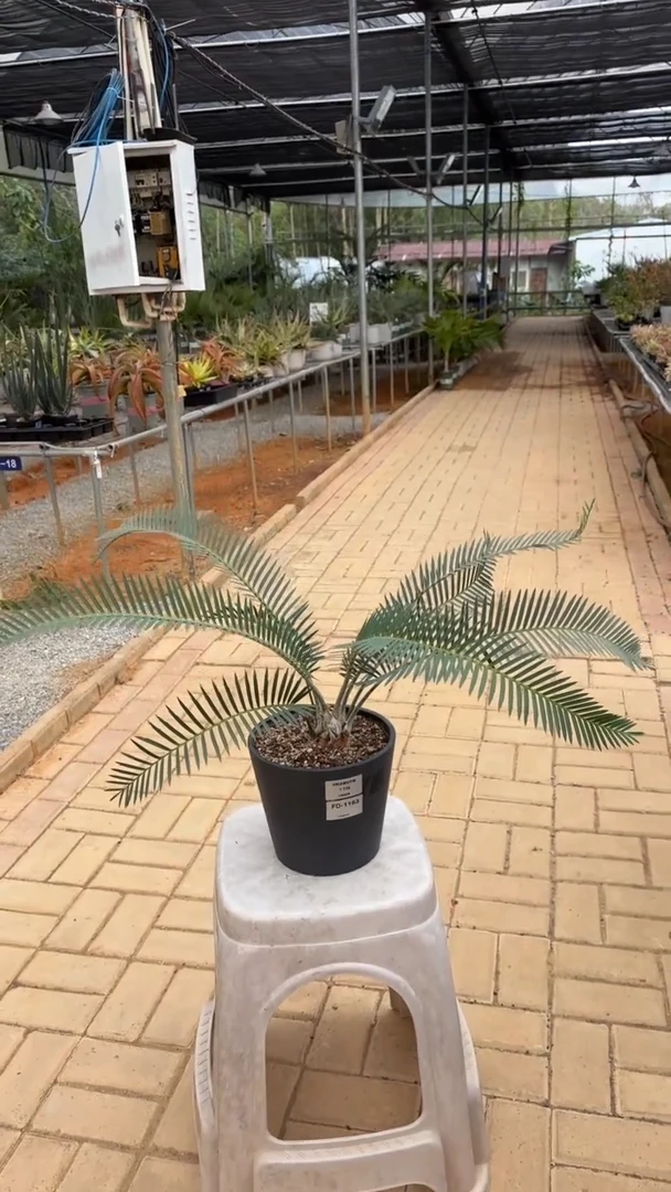 卡利法诺双子铁FD-1163