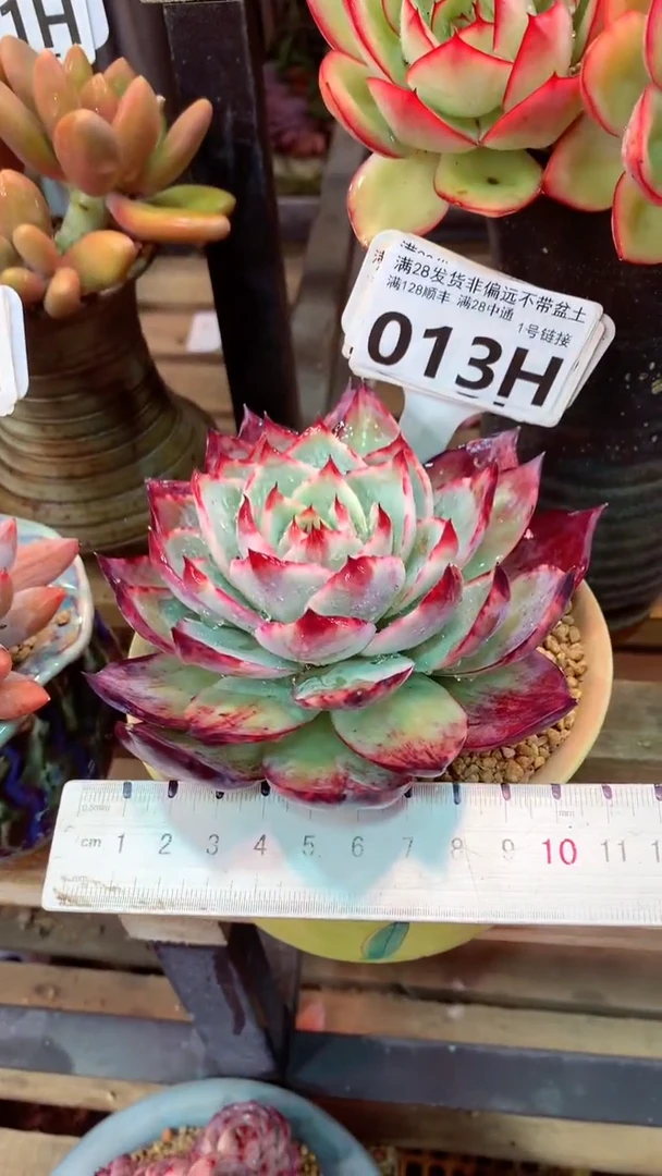 013H （一物一拍 所见即所得 满28包邮非偏远）