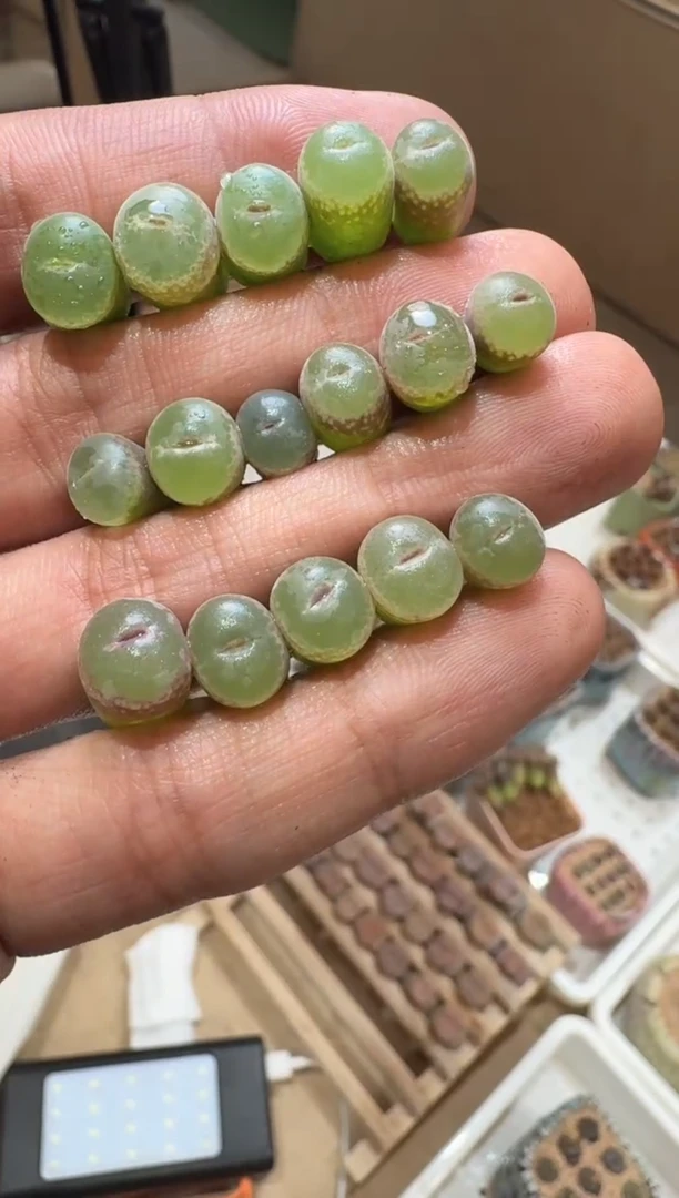 142多肉植物肉锥安格一颗