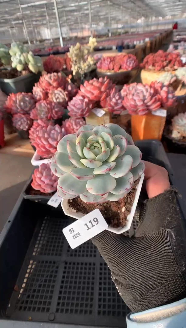 119香草锦一物一拍