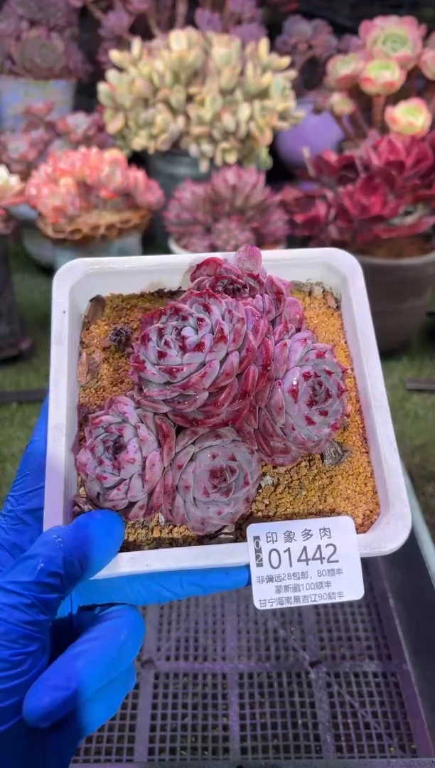 【闪购商品】01442