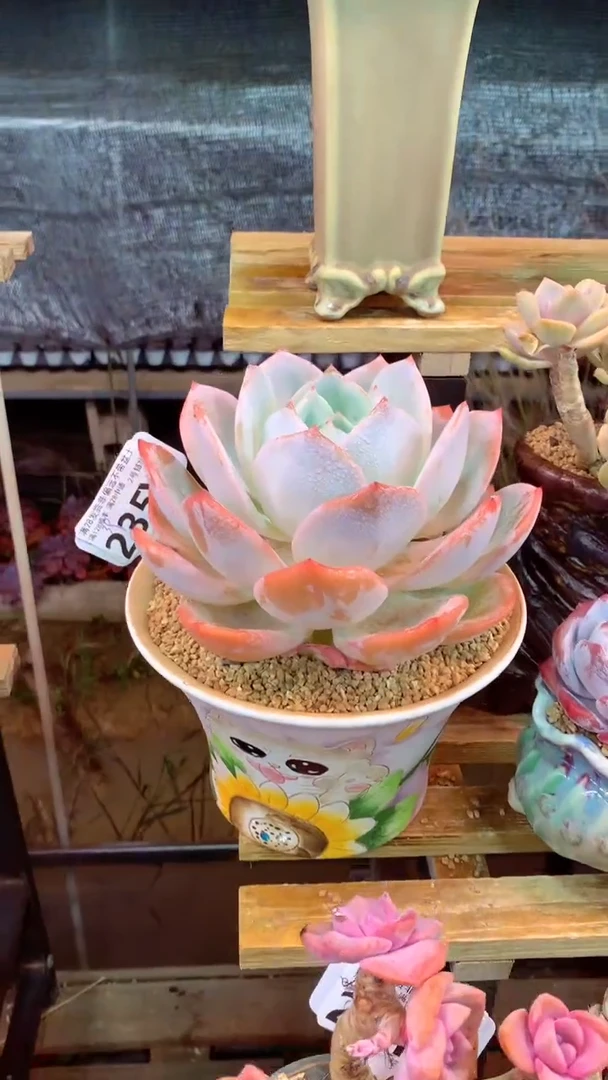 235Y（一物一拍实付满28发货，默认不带盆土）