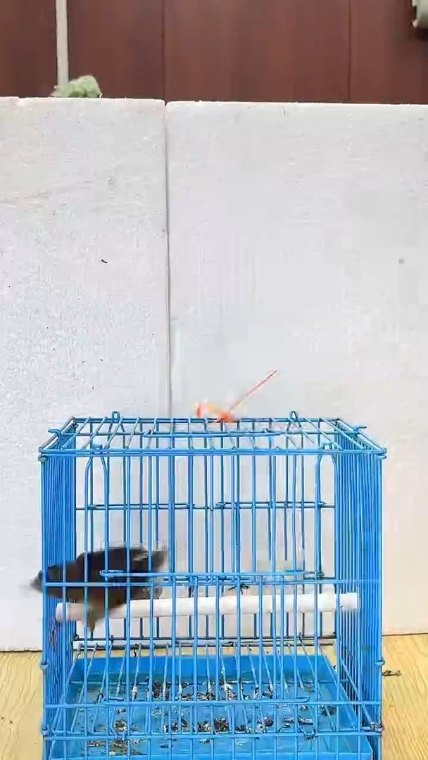 71号无尾白腹养笼0元起拍