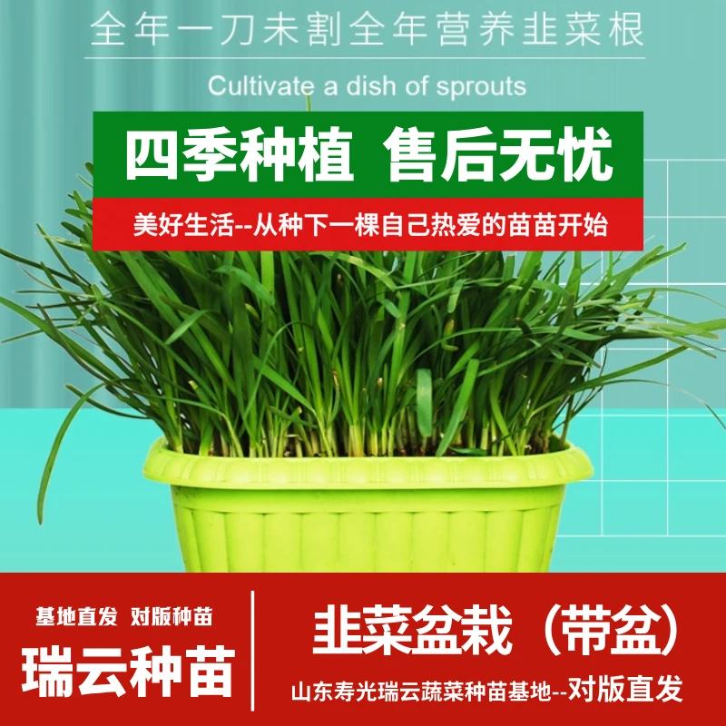 韭菜盆栽栽好发货水培韭菜多茬采收高产室内阳台盆栽寿光直发好种