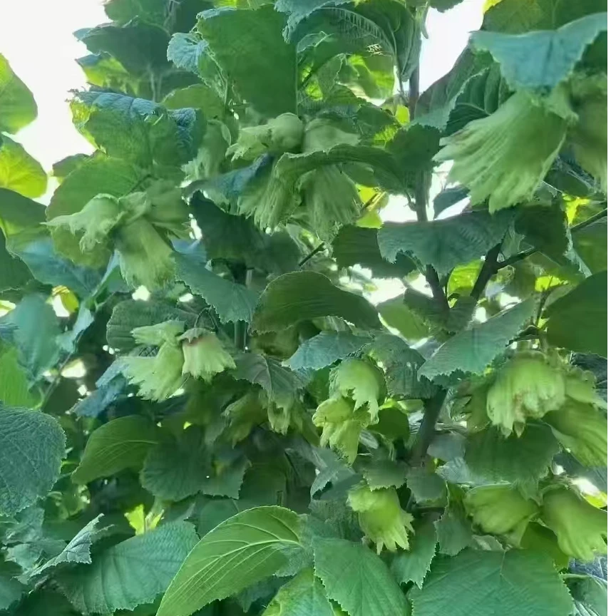 一方天青皮榛子（25年新货鲜果）送夹子