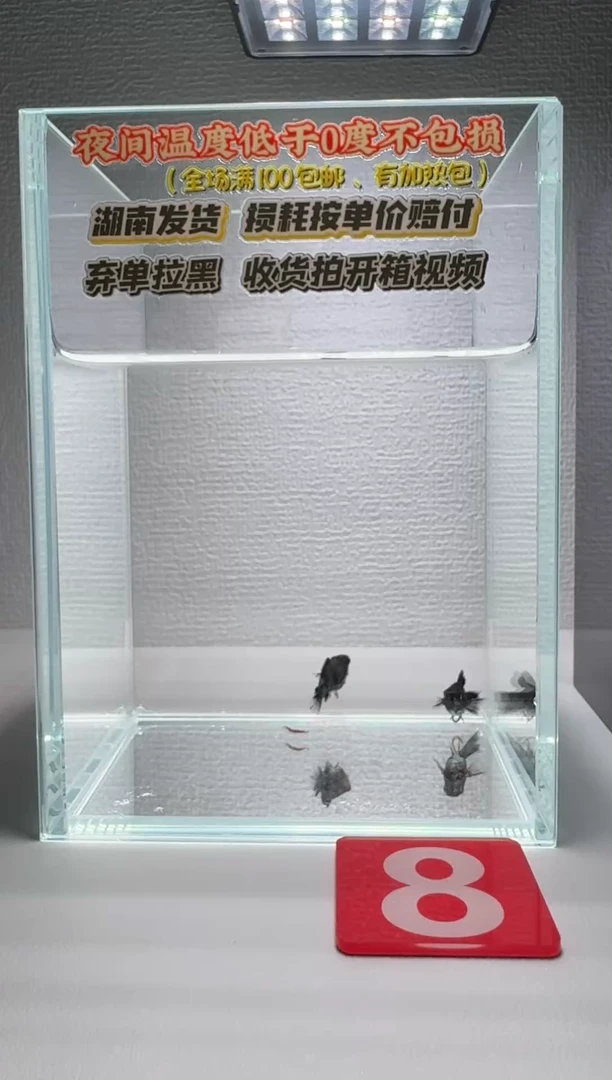 黑玛丽鱼008电镀杂苗2条