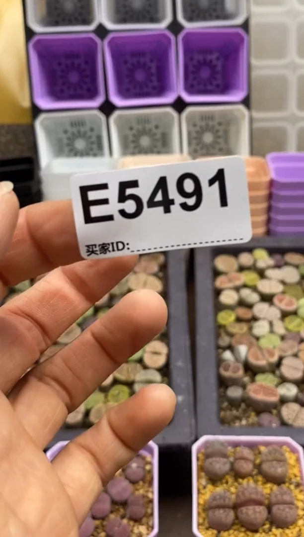 哈****瓜5491直播一物一拍