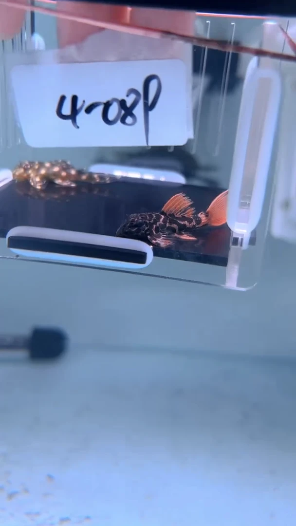 清道夫鱼4-089 瑕疵帝王血钻 瑕疵雪球各1条 尺寸3-4厘米