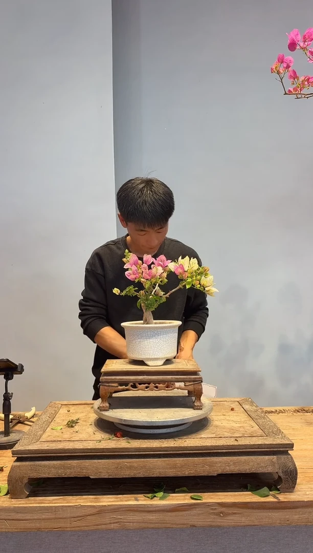 以实际为准三角梅29